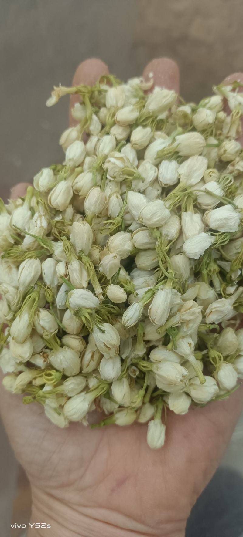 茉莉花无美颜，无滤镜，实物拍摄，放心下单