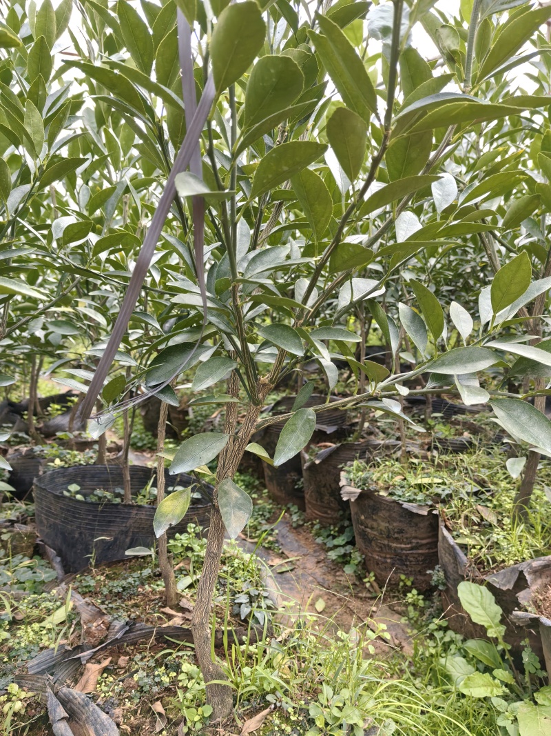 大芬四号特早柑