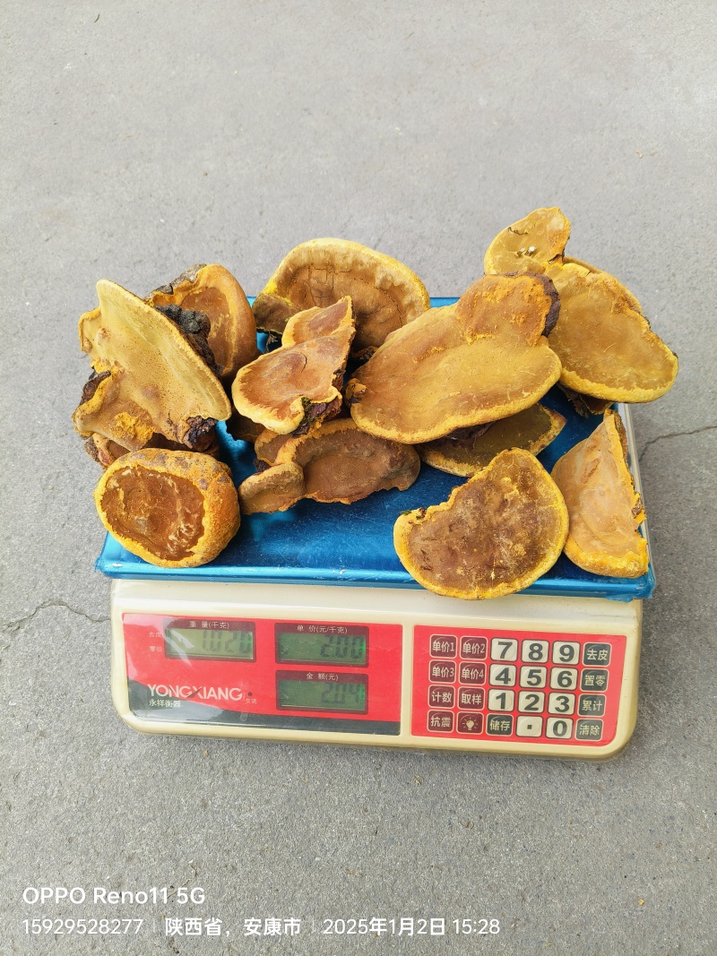正宗野生桑黄和野生干重楼随时有货，需要的老板联系我。