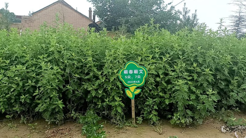 甘肃庆阳岐黄故里岐黄艾草，全棵