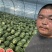 【实力】河南夏邑麒麟西瓜，货源充足，品质保证