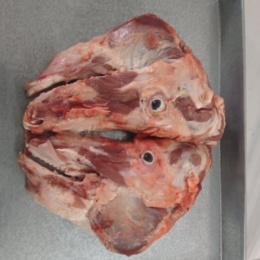 带肉猪头骨