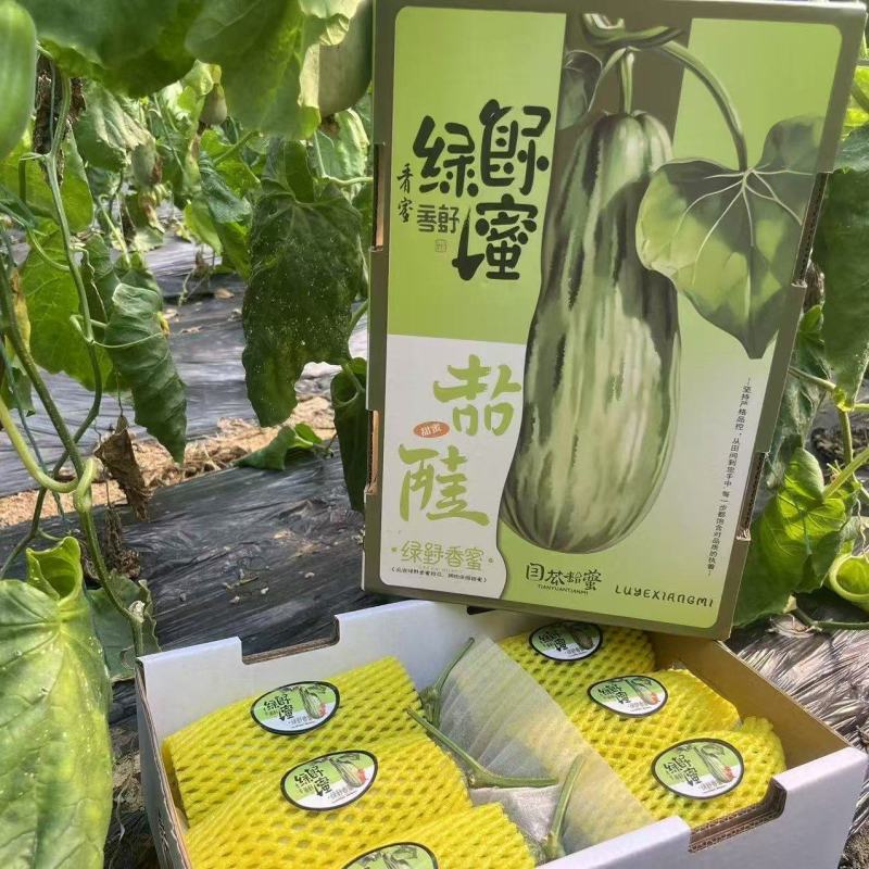 蜜源18基地直发甜瓜羊角蜜甜瓜口感佳品质高欢迎联系