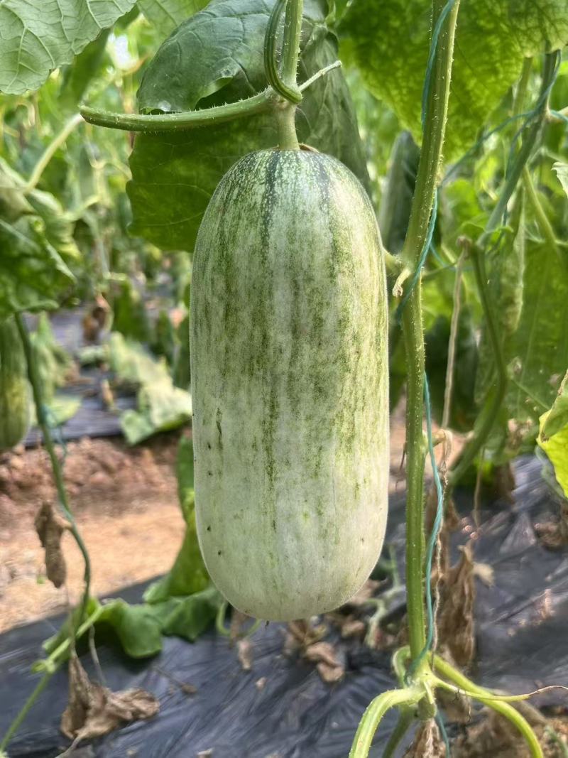 蜜源18基地直发甜瓜羊角蜜甜瓜口感佳品质高欢迎联系
