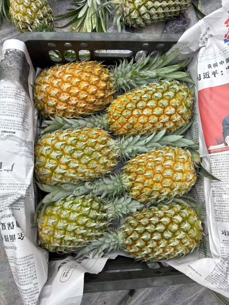 云南香水菠萝精品菠萝对接电商大量有货