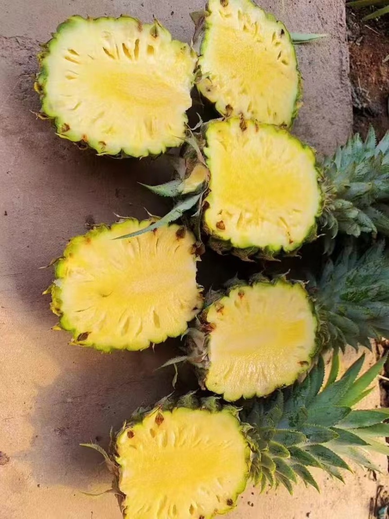 云南香水菠萝精品菠萝对接电商大量有货