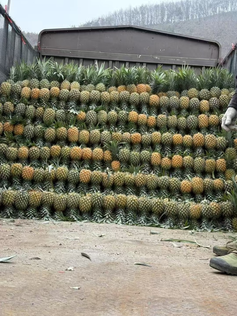 云南香水菠萝精品菠萝对接电商大量有货