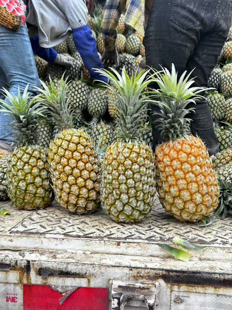 云南香水菠萝精品菠萝对接电商大量有货