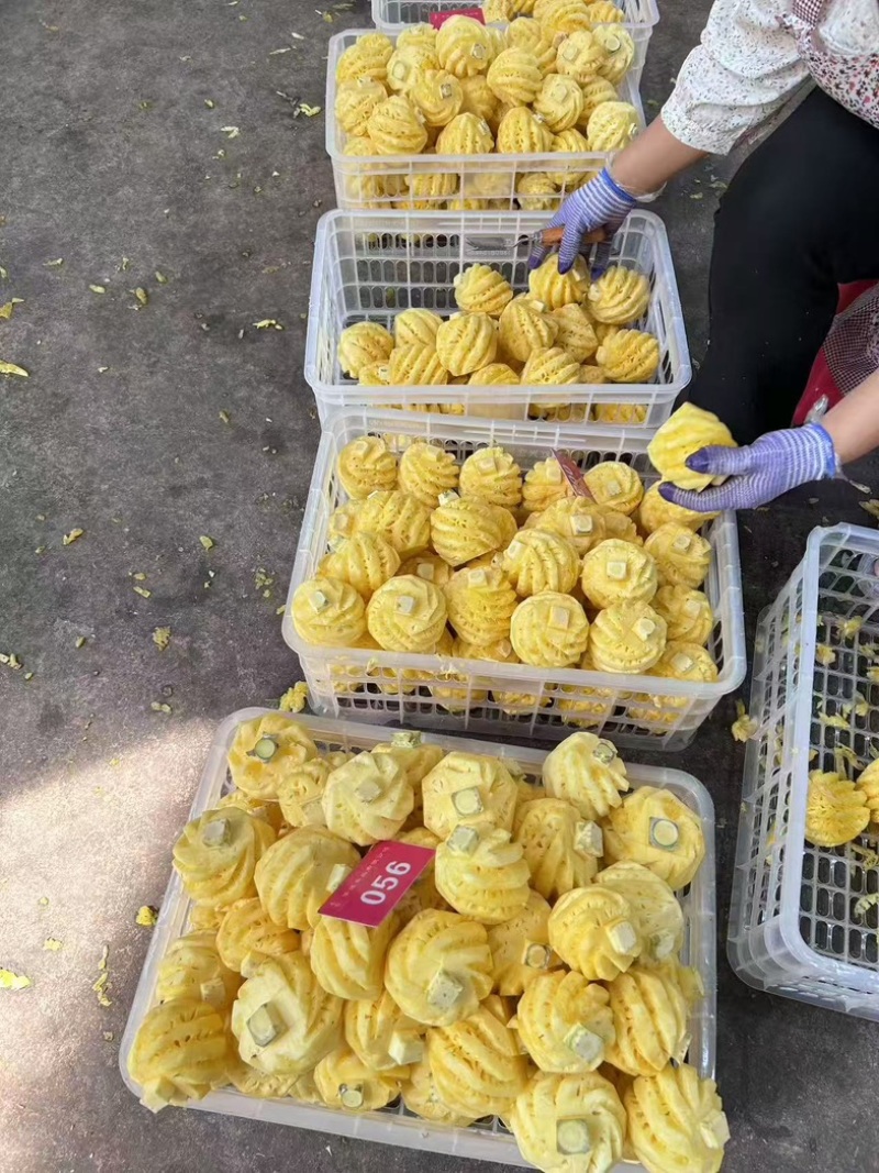 云南香水菠萝精品菠萝对接电商大量有货