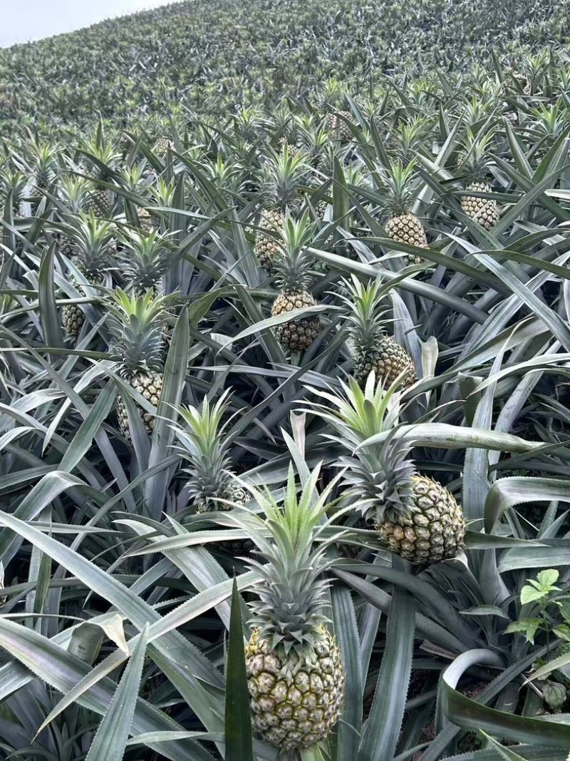 云南香水菠萝精品菠萝对接电商大量有货