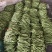 产地无丝豆大量供货超市货电商货，市场货都有可以长期供货