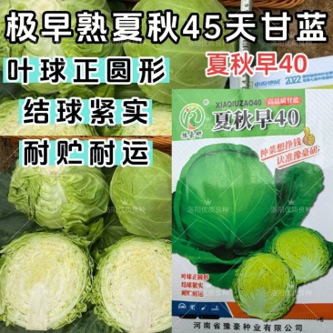 夏秋早40甘蓝种子早熟绿球黄心耐热耐抽苔夏播45天春秋