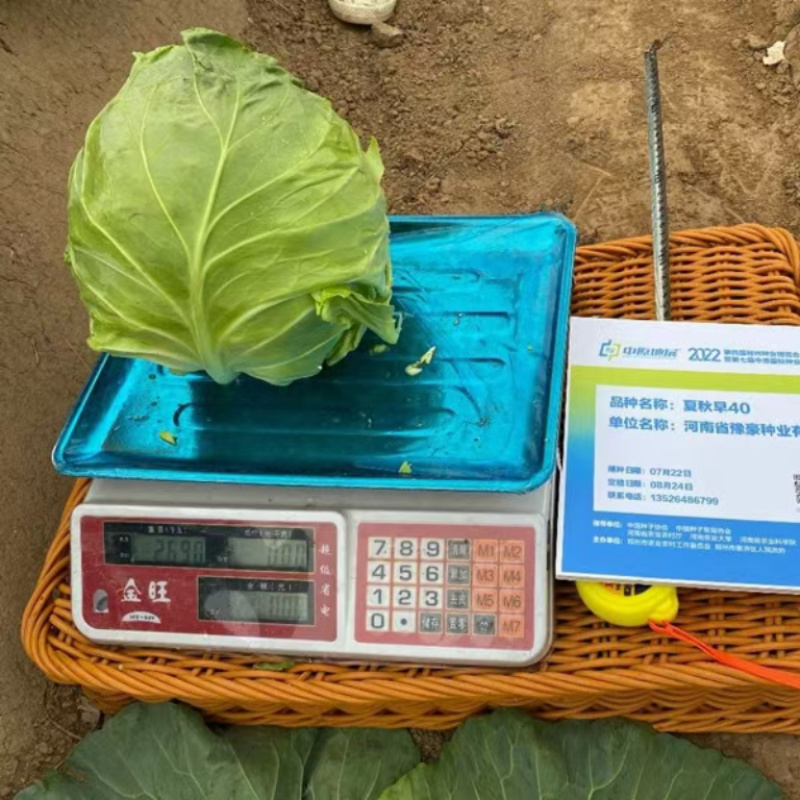 夏秋早40甘蓝种子早熟绿球黄心耐热耐抽苔夏播45天春秋