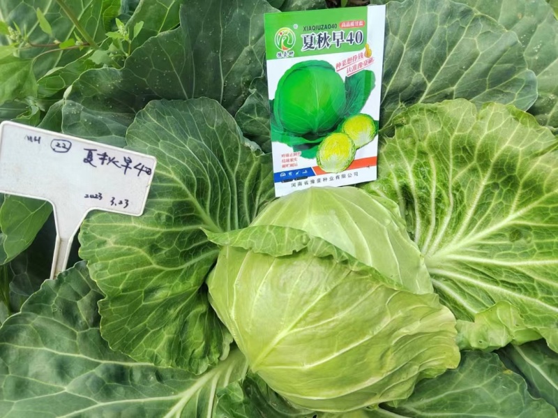 夏秋早40甘蓝种子早熟绿球黄心耐热耐抽苔夏播45天春秋