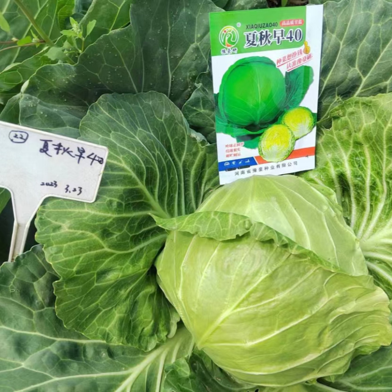 夏秋早40甘蓝种子早熟绿球黄心耐热耐抽苔夏播45天春秋
