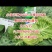 夏秋早40甘蓝种子早熟绿球黄心耐热耐抽苔夏播45天春秋