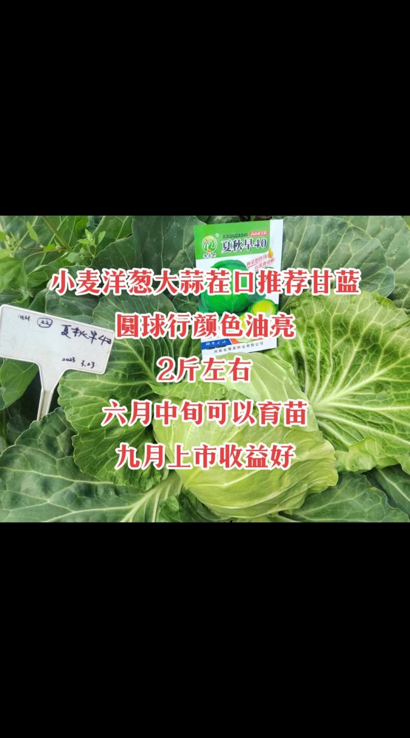 夏秋早40甘蓝种子早熟绿球黄心耐热耐抽苔夏播45天春秋