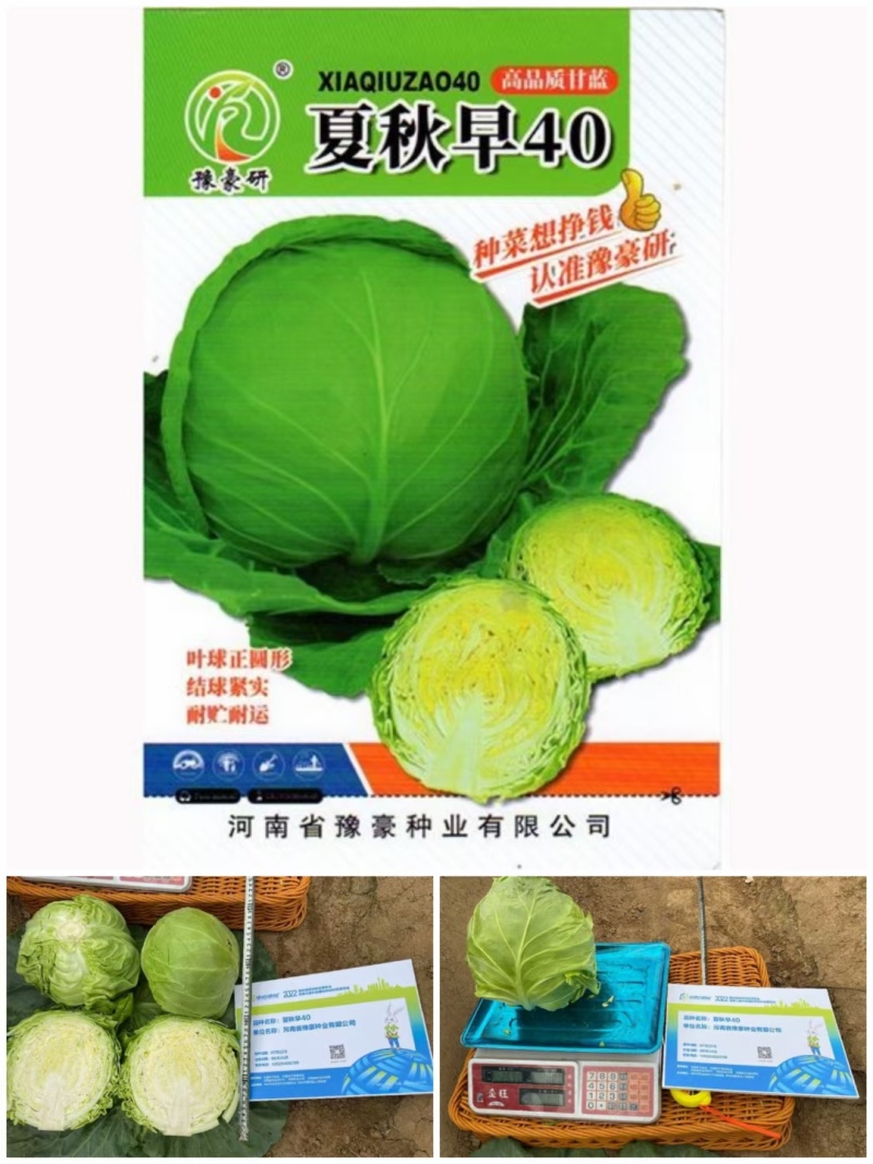 夏秋早40甘蓝种子早熟绿球黄心耐热耐抽苔夏播45天春秋