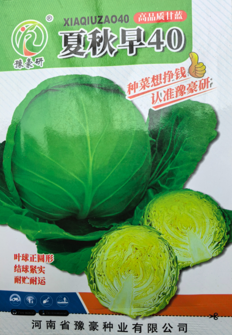 夏秋早40甘蓝种子早熟绿球黄心耐热耐抽苔夏播45天春秋