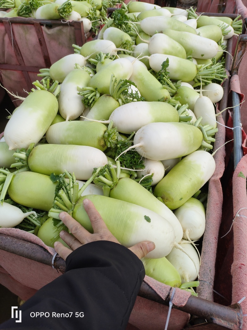 基地直供青头萝卜大量上市
