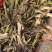 单季茭白苗基地直销量大质优价格优惠一手货源欢迎采购