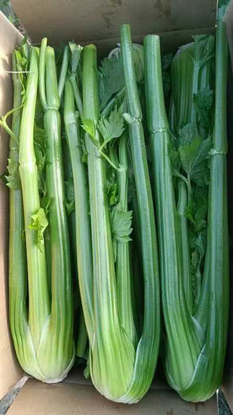 西芹芹菜量大从优诚信合作欢迎客户来电咨询