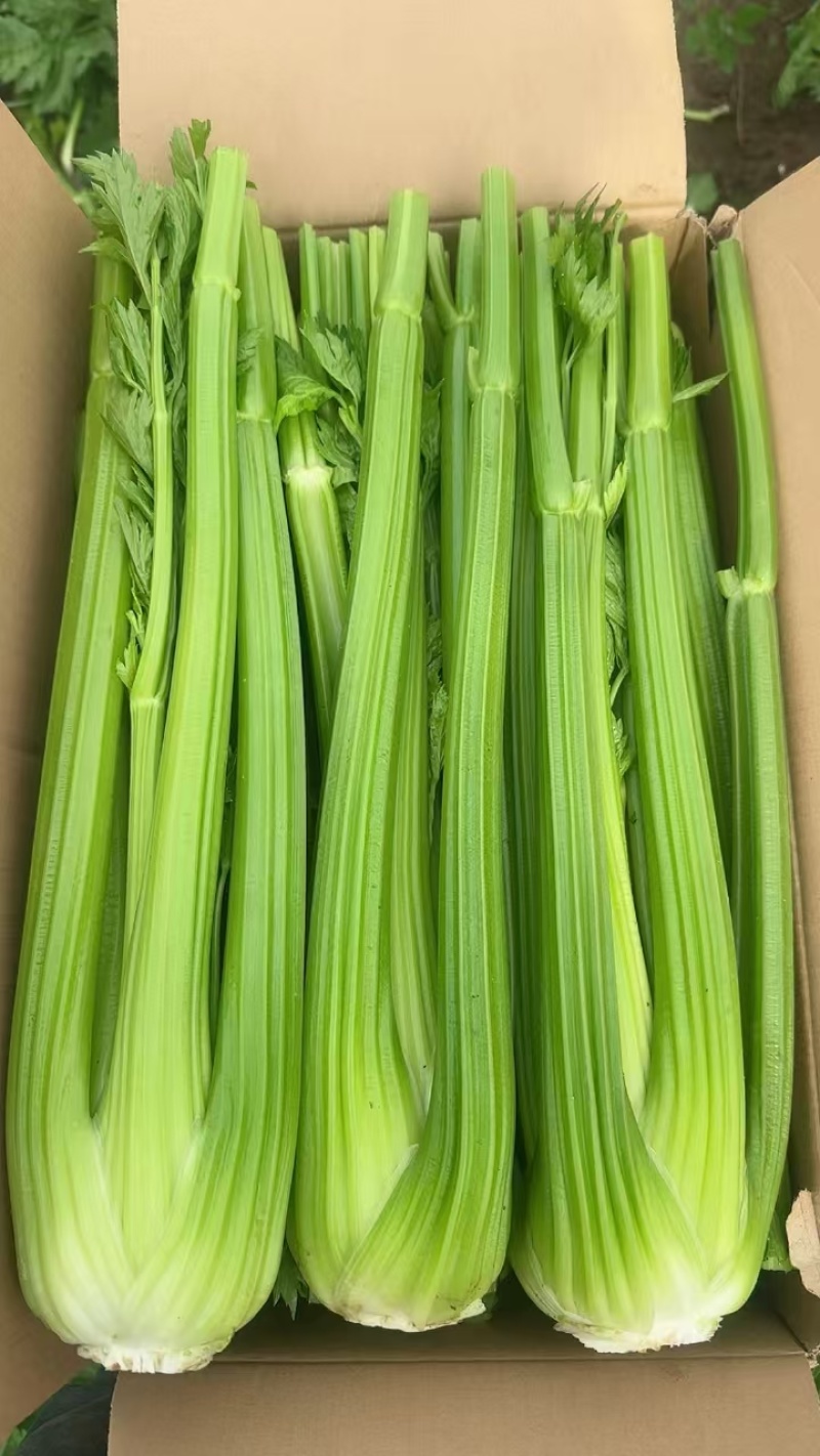 西芹芹菜量大从优诚信合作欢迎客户来电咨询