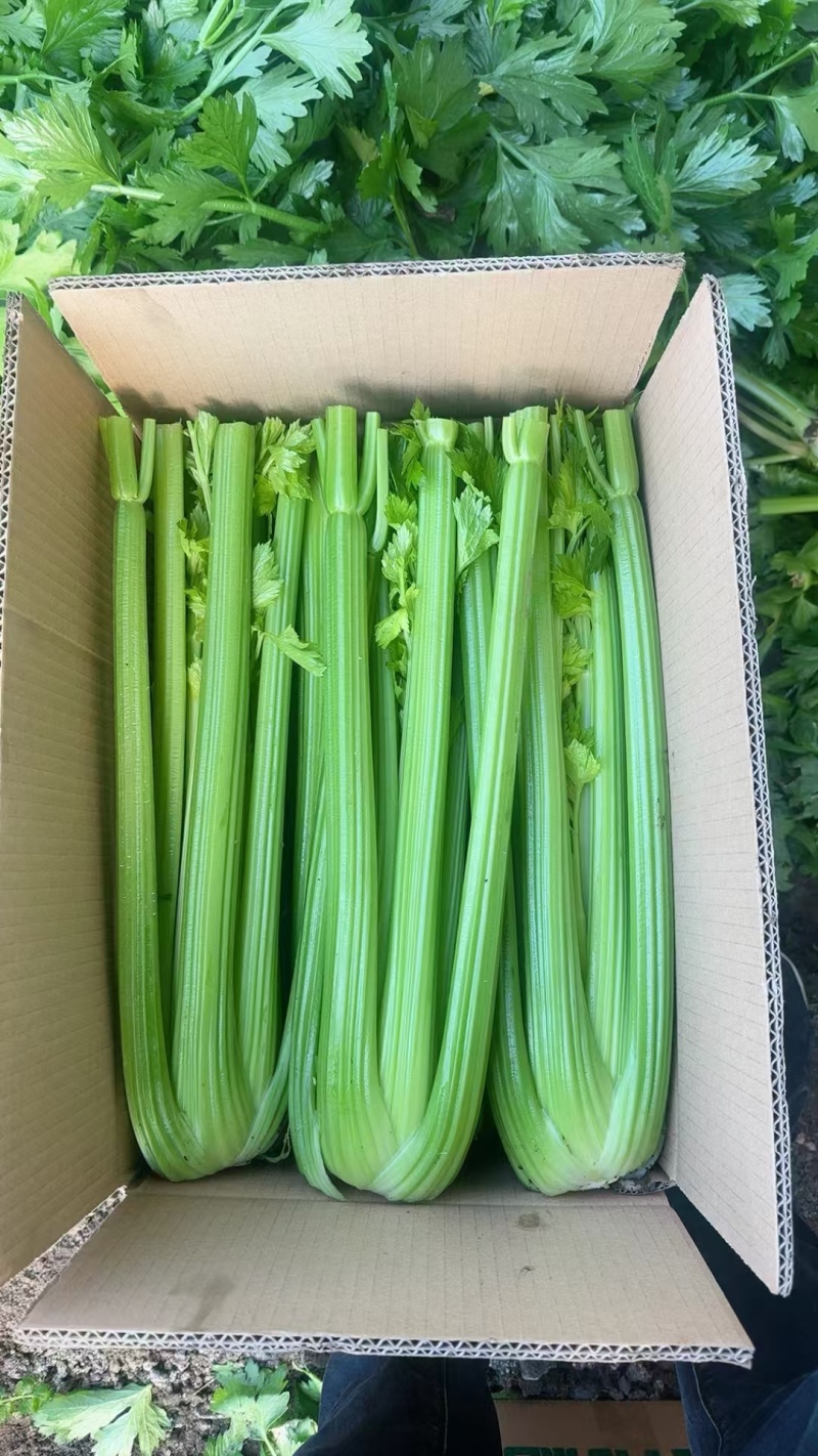 西芹芹菜量大从优诚信合作欢迎客户来电咨询