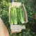 西芹芹菜量大从优诚信合作欢迎客户来电咨询