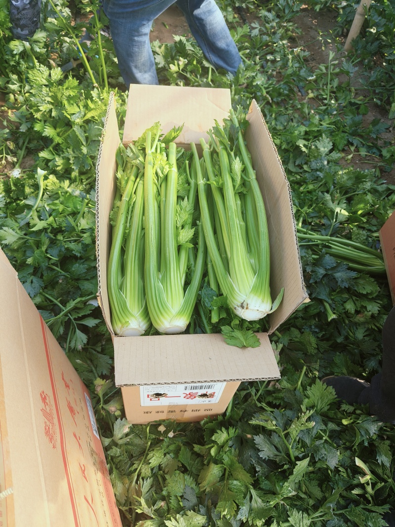 西芹芹菜量大从优诚信合作欢迎客户来电咨询