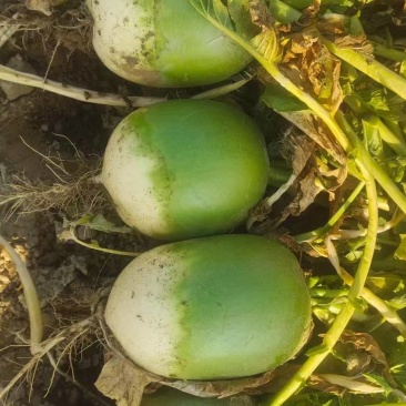 宝玉青萝卜基地种植大量有货你支持各种包装水洗泥货均可接单