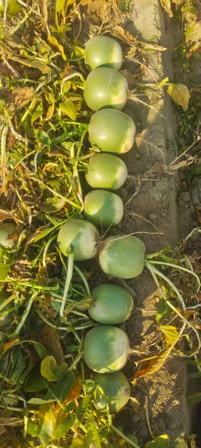 宝玉青萝卜基地种植大量有货你支持各种包装水洗泥货均可接单