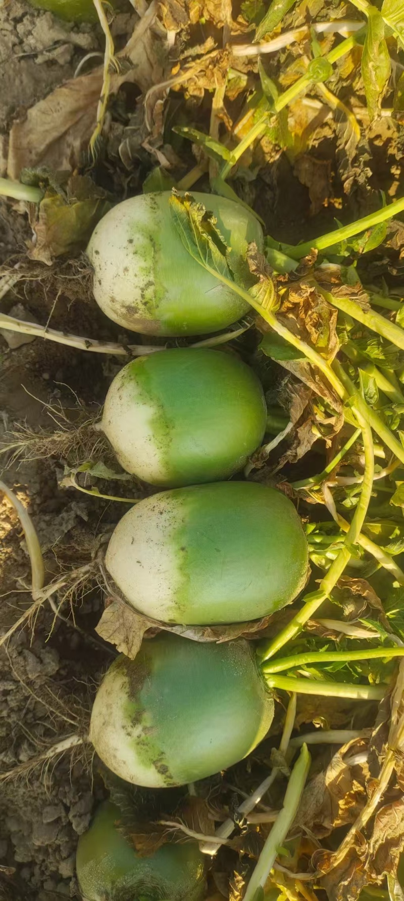 宝玉青萝卜基地种植大量有货你支持各种包装水洗泥货均可接单