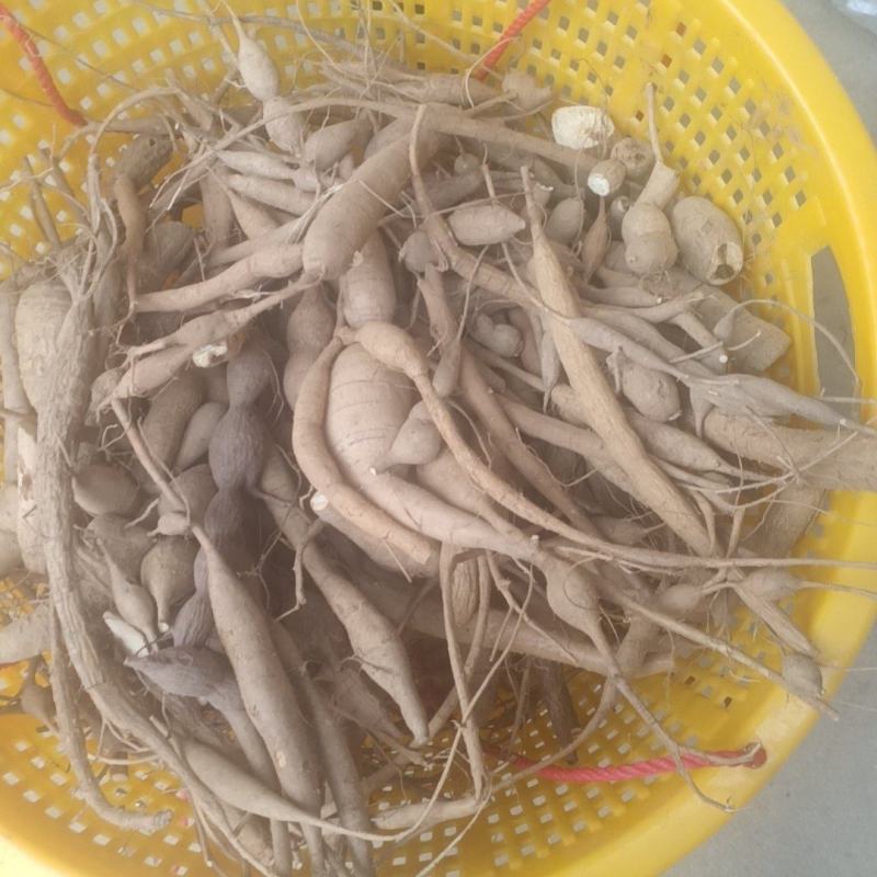 野生小叶牛大力