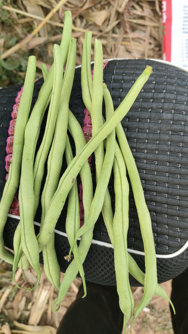 精品芸豆无丝豆
