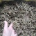 钩藤中药材含钩藤率60%通货产地贵州锦屏物流直达品质保