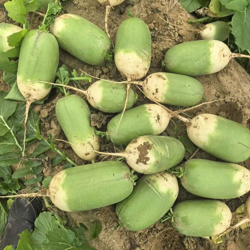青萝卜欧雅2号青萝卜基地种植大量有货支持各种包装水洗泥货
