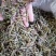 钩藤中药材含钩藤率60%通货产地贵州锦屏物流直达品质保