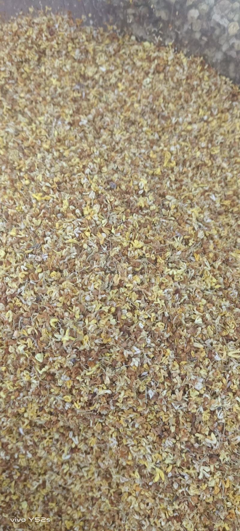 桂花各种花茶类药材