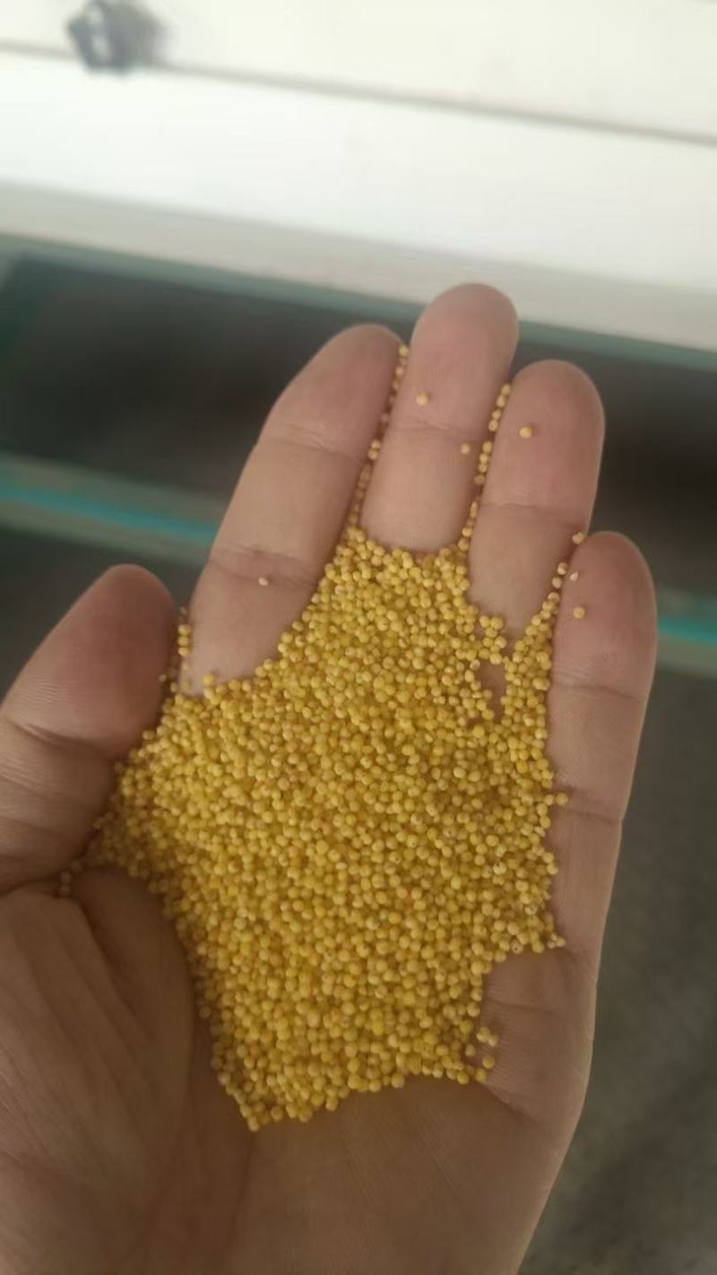 优质小米一手货源量大从优