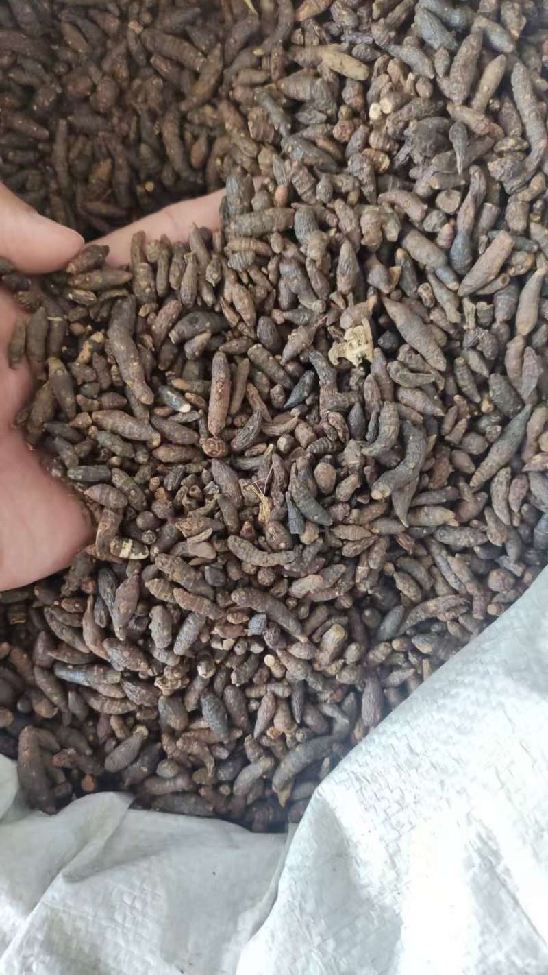 中药材香附子品质好适合多种药物制剂***保质保量
