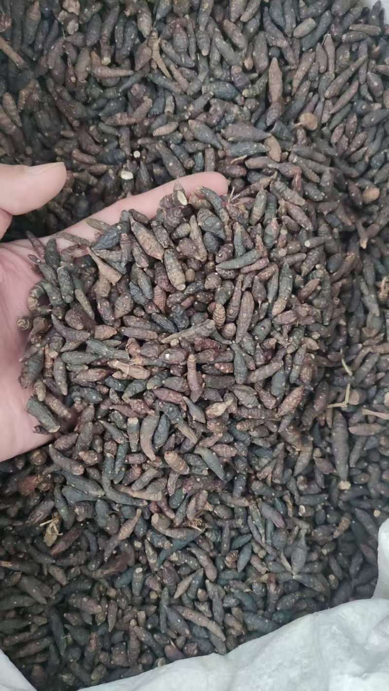 中药材香附子品质好适合多种药物制剂***保质保量