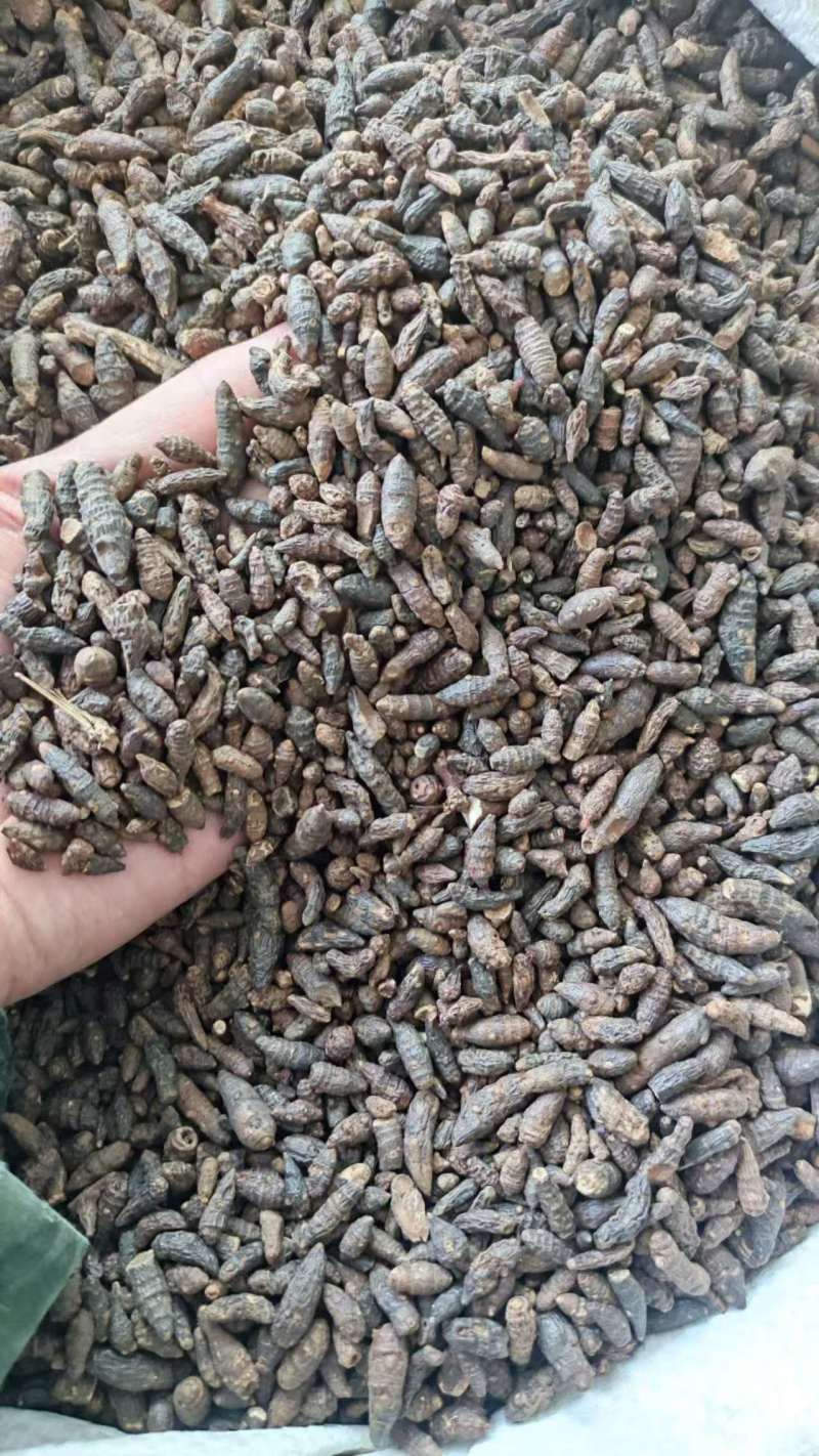 中药材香附子品质好适合多种药物制剂***保质保量