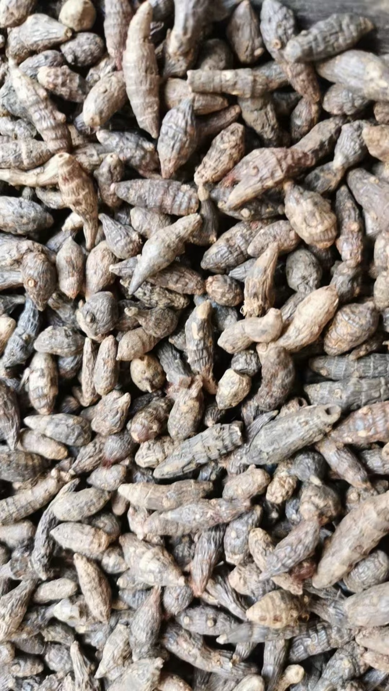 中药材香附子品质好适合多种药物制剂***保质保量