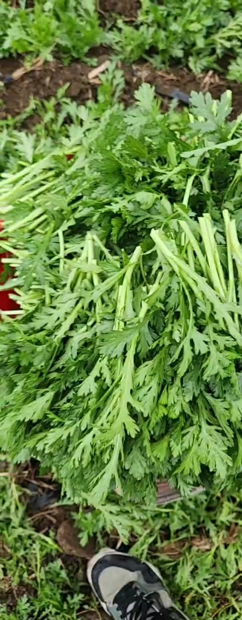 茼蒿菜