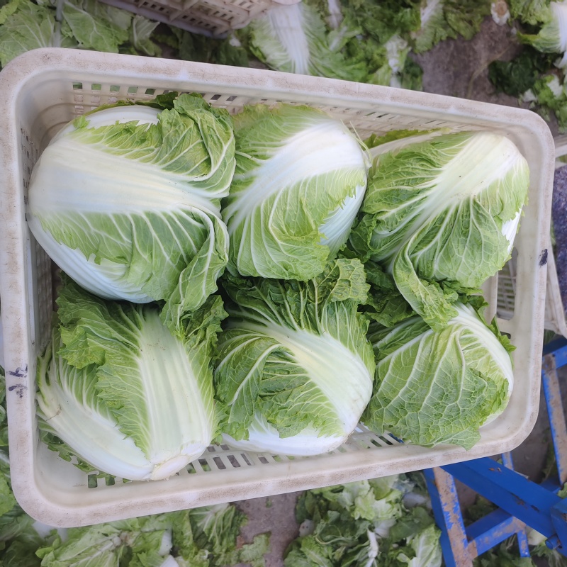 冷库精品包头白菜开始出库，个人一手货质量杠杠滴新鲜特别绿