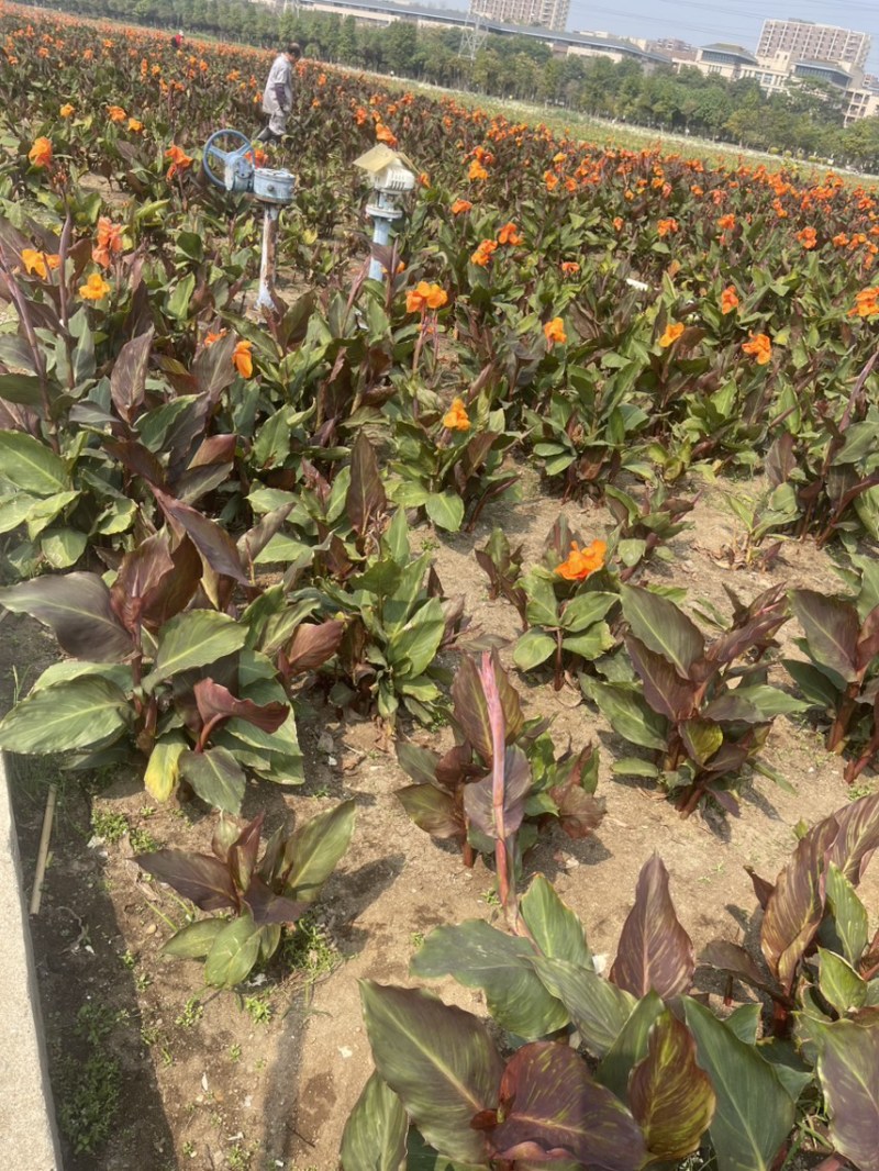 紫叶美人蕉地苗基地直发