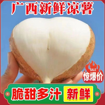 新鲜凉薯广西水果生吃特脆甜地萝卜贵州沙地葛薯白地瓜豆薯