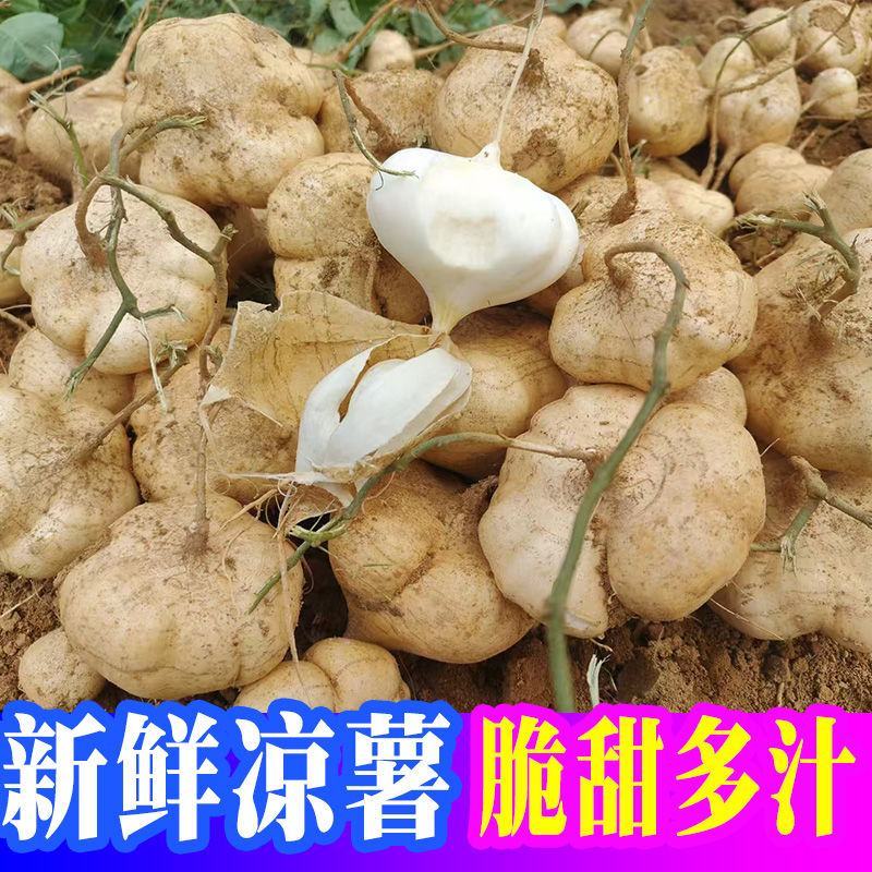 新鲜凉薯广西水果生吃特脆甜地萝卜贵州沙地葛薯白地瓜豆薯