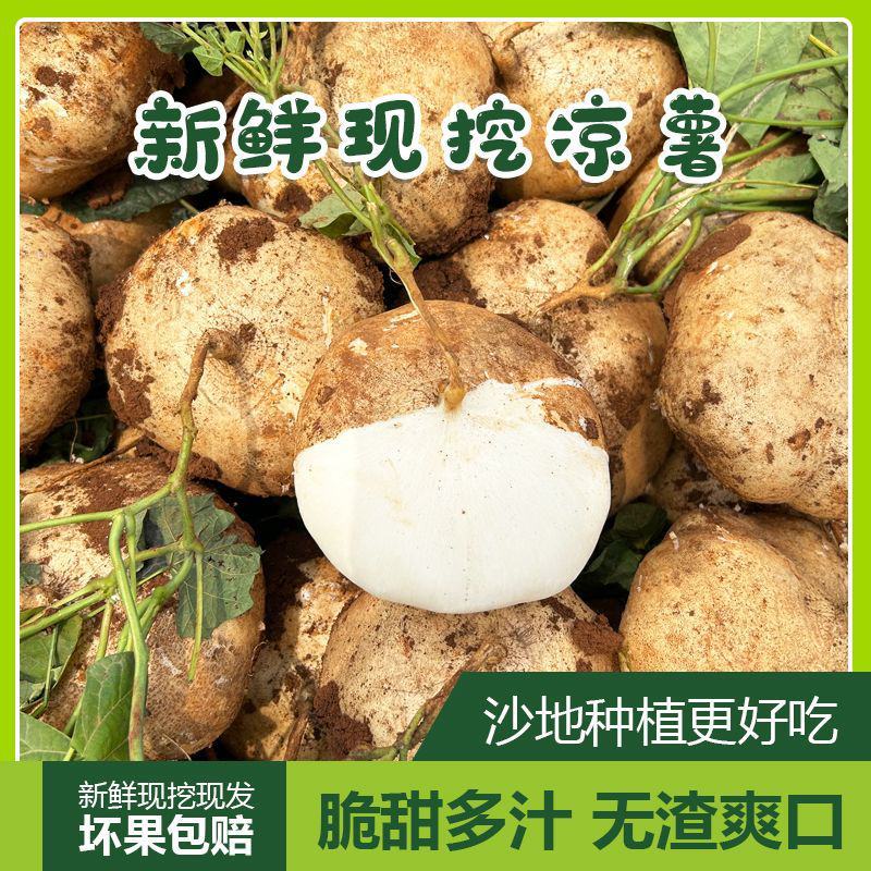新鲜凉薯广西水果生吃特脆甜地萝卜贵州沙地葛薯白地瓜豆薯